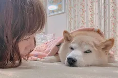 Kabosu resting on the floor face to face with her owner