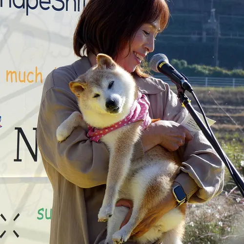 Kabosu held in her owner's arms at an outdoor event